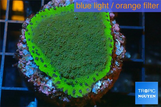 Montipora purple blue 2-4 cm WYSIWYG acclimaté