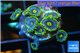 Zoanthus neon green magician blue 7-10 polyps WYSIWYG acclimaté