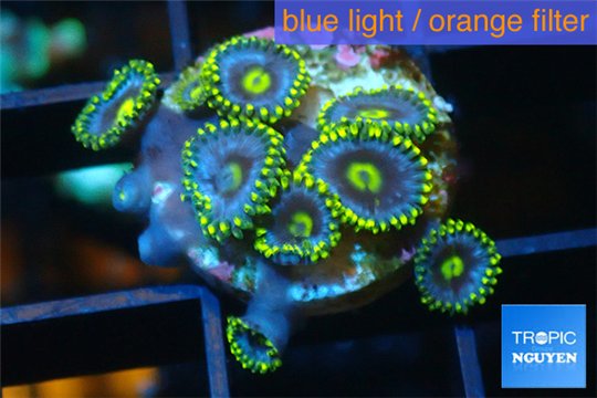 Zoanthus neon green magician blue 7-10 polyps WYSIWYG acclimaté