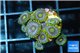 Zoanthus neon green magician blue 7-10 polyps WYSIWYG acclimaté