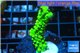 Acropora full neon green 3-4 cm WYSIWYG acclimaté