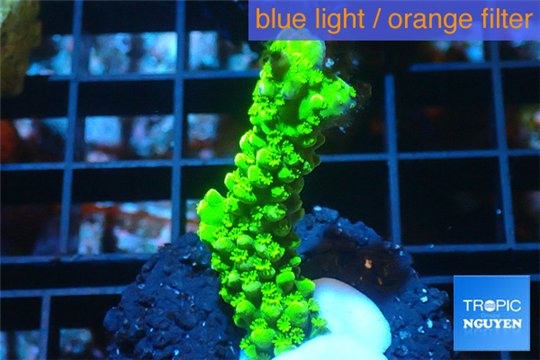 Acropora full neon green 3-4 cm WYSIWYG acclimaté