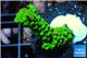 Acropora full neon green 3-4 cm WYSIWYG acclimaté