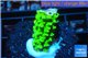 Acropora full neon green 2-3 cm WYSIWYG acclimaté