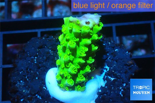 Acropora full neon green 2-3 cm WYSIWYG acclimaté