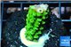 Acropora full neon green 2-3 cm WYSIWYG acclimaté