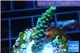 Acropora green purple Indonesia 2-3 cm WYSIWYG acclimaté