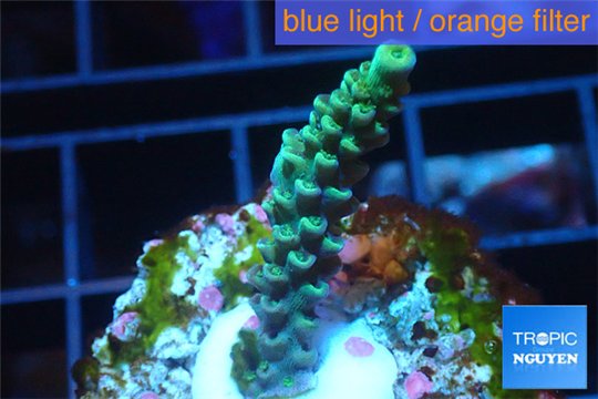 Acropora green purple Indonesia 2-3 cm WYSIWYG acclimaté