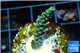 Acropora green purple Indonesia 2-3 cm WYSIWYG acclimaté
