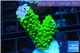 Acropora full neon green 2-4 cm WYSIWYG acclimaté