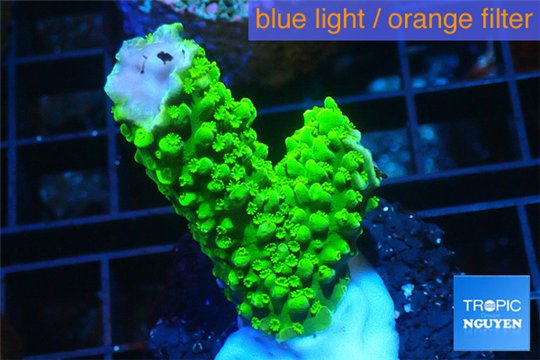 Acropora full neon green 2-4 cm WYSIWYG acclimaté