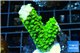 Acropora full neon green 2-4 cm WYSIWYG acclimaté