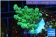 Acropora green Fijii 3-4 cm WYSIWYG acclimaté