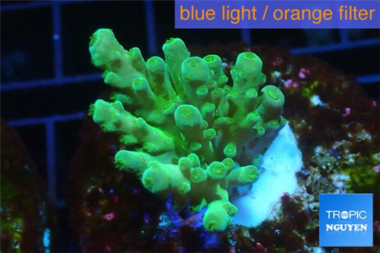 Acropora green Fijii 3-4 cm WYSIWYG acclimaté