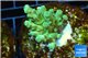 Acropora green Fijii 3-4 cm WYSIWYG acclimaté