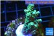 Acropora tenuis golden purple Indonesia 3-4 cm WYSIWYG acclimaté