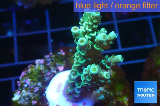 Acropora tenuis golden purple Indonesia 3-4 cm WYSIWYG acclimaté