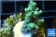 Acropora tenuis golden purple Indonesia 3-4 cm WYSIWYG acclimaté