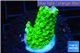 Acropora full neon green 2-3 cm WYSIWYG acclimaté
