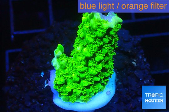 Acropora full neon green 2-3 cm WYSIWYG acclimaté