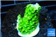 Acropora full neon green 2-3 cm WYSIWYG acclimaté