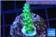 Acropora green Fijii 2-3 cm WYSIWYG acclimaté