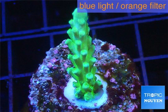 Acropora green Fijii 2-3 cm WYSIWYG acclimaté
