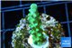 Acropora green Fijii 2-3 cm WYSIWYG acclimaté
