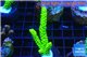 Acropora full neon green 4-7 cm WYSIWYG acclimaté