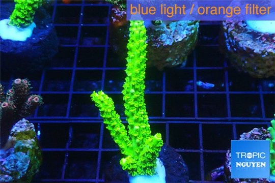 Acropora full neon green 4-7 cm WYSIWYG acclimaté