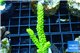 Acropora full neon green 4-7 cm WYSIWYG acclimaté