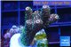 Acropora millepora pink Indonesia 3-4 cm WYSIWYG acclimaté
