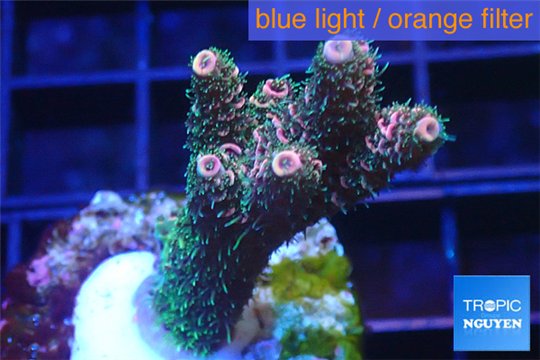 Acropora millepora pink Indonesia 3-4 cm WYSIWYG acclimaté