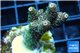 Acropora millepora pink Indonesia 3-4 cm WYSIWYG acclimaté