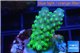 Acropora humilis green purple Fijii 2-4 cm WYSIWYG acclimaté