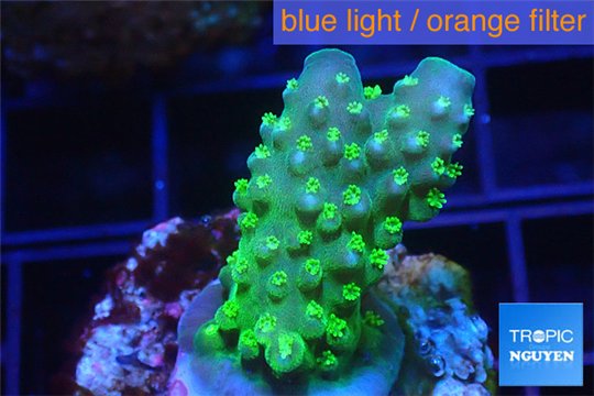 Acropora humilis green purple Fijii 2-4 cm WYSIWYG acclimaté