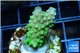 Acropora humilis green purple Fijii 2-4 cm WYSIWYG acclimaté