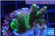 Acropora green & pink Indonesia 3-4 cm WYSIWYG acclimaté
