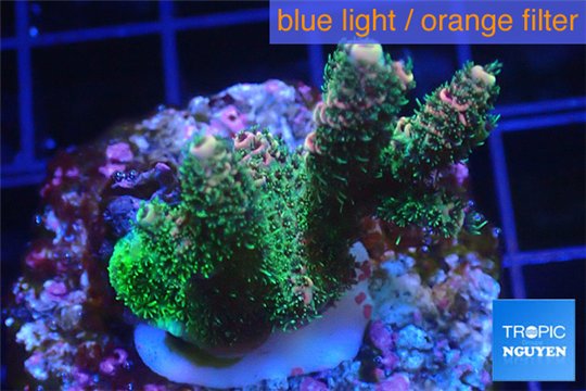 Acropora green & pink Indonesia 3-4 cm WYSIWYG acclimaté