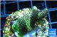 Acropora green & pink Indonesia 3-4 cm WYSIWYG acclimaté