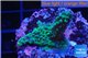 Acropora purple green 3-5 cm WYSIWYG acclimaté