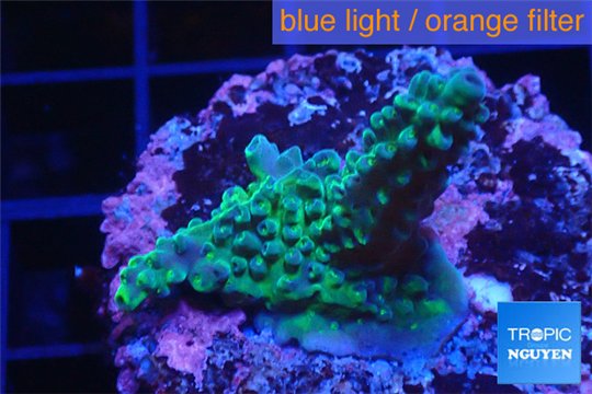 Acropora purple green 3-5 cm WYSIWYG acclimaté