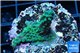 Acropora purple green 3-5 cm WYSIWYG acclimaté