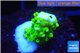 Acropora full neon green 1-2 cm WYSIWYG acclimaté