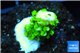 Acropora full neon green 1-2 cm WYSIWYG acclimaté