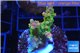 Acropora golden pink Indonesia 3-4 cm WYSIWYG acclimaté
