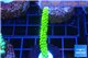 Acropora full neon green 4-6 cm WYSIWYG acclimaté