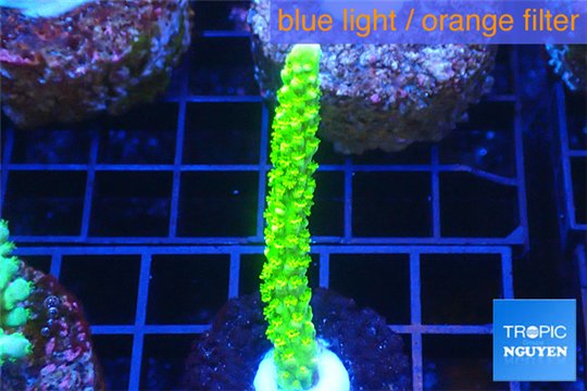 Acropora full neon green 4-6 cm WYSIWYG acclimaté
