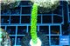 Acropora full neon green 4-6 cm WYSIWYG acclimaté