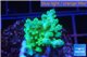 Acropora green Fijii 3-4 cm WYSIWYG acclimaté
